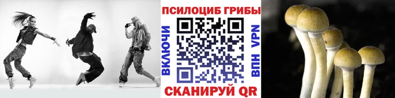 Галлюциногенные грибы Psilocybe  Ужур 